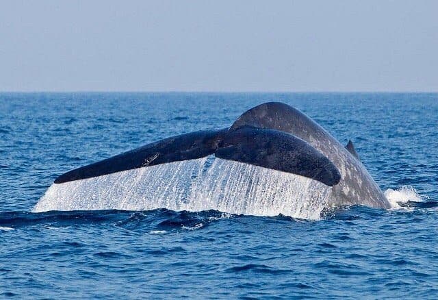 A blue whale's tail rising out of the sea off Mirissa